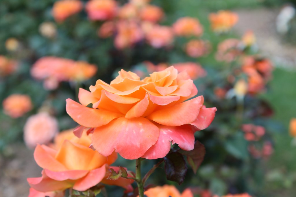 Maggio è il mese delle rose: 5 roseti da sogno da visitare in&nbsp;Lombardia