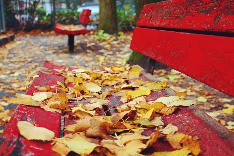 Colori d’autunno: un viaggio tra le sfumature della&nbsp;stagione