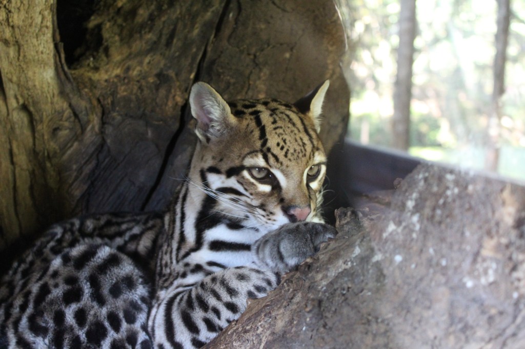 Una giornata all’Oasi di Sant’Alessio: natura, meraviglia e&nbsp;silenzio