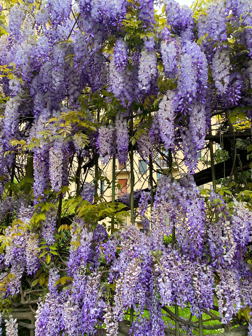 Glicine a Milano: i migliori 5 spot per&nbsp;fotografarlo