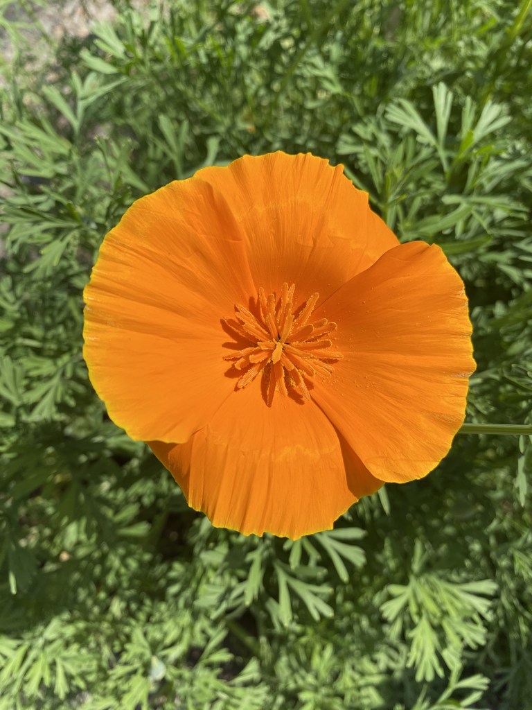 Orto Botanico di Brera