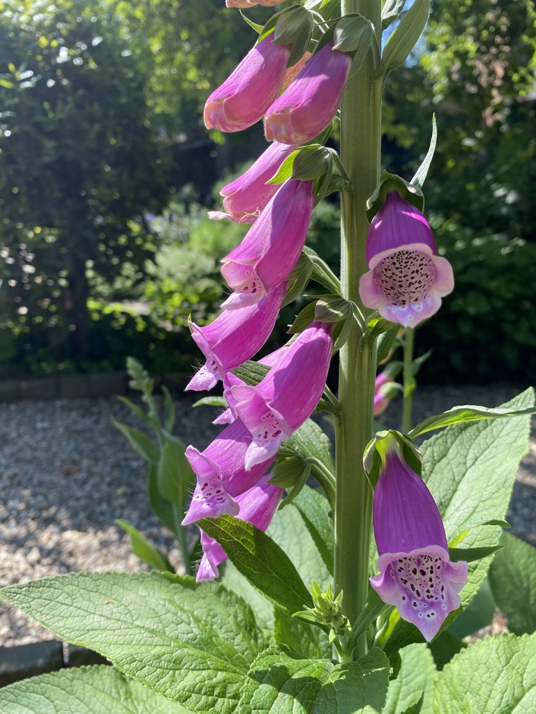 Orto Botanico di Brera