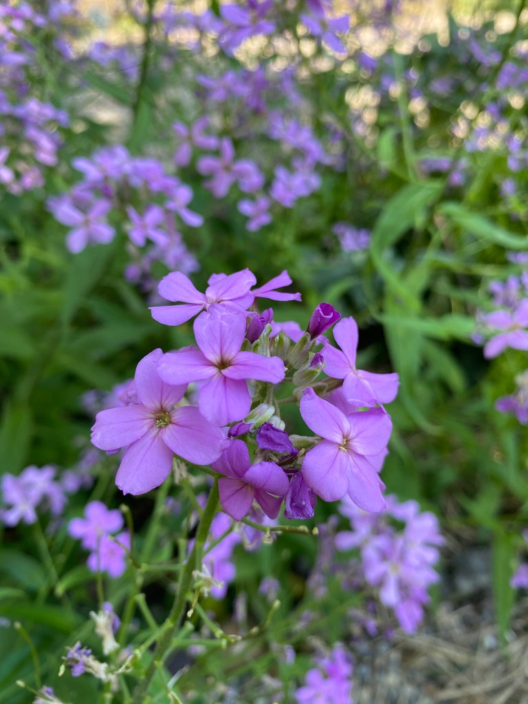 Orto Botanico di Brera