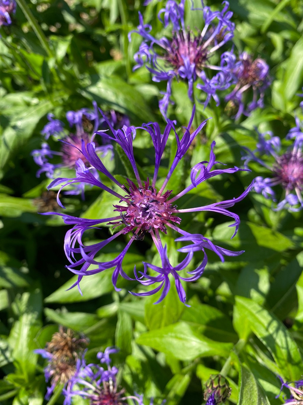Orto Botanico di Brera: un’oasi verde nel cuore di&nbsp;Milano