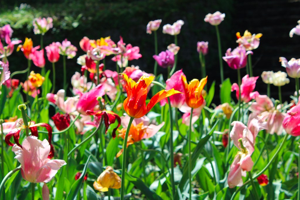 Giardini di Villa Taranto: un angolo di paradiso sul Lago&nbsp;Maggiore