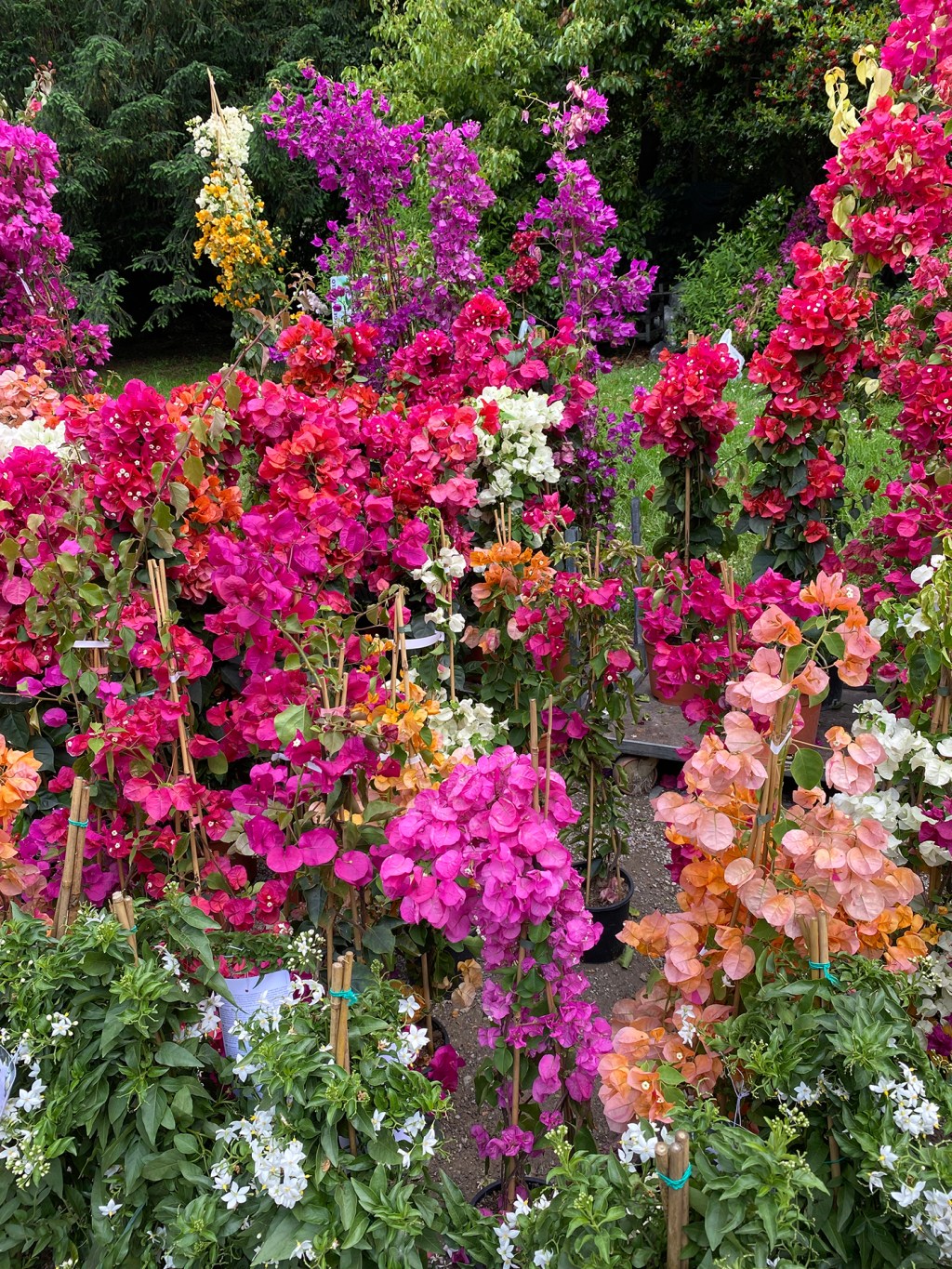 Orticola 2025: la mia esperienza alla mostra mercato&nbsp;floreale