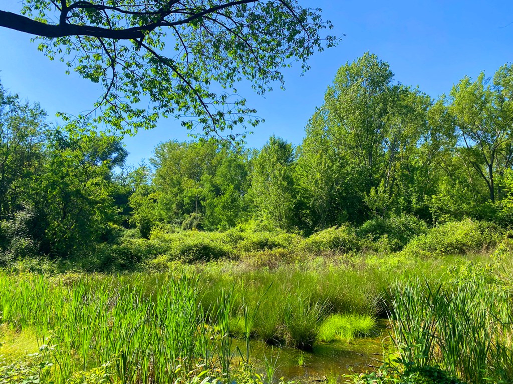 Alla scoperta dell’Oasi LIPU di Cesano Maderno: una domenica immersa nel&nbsp;verde