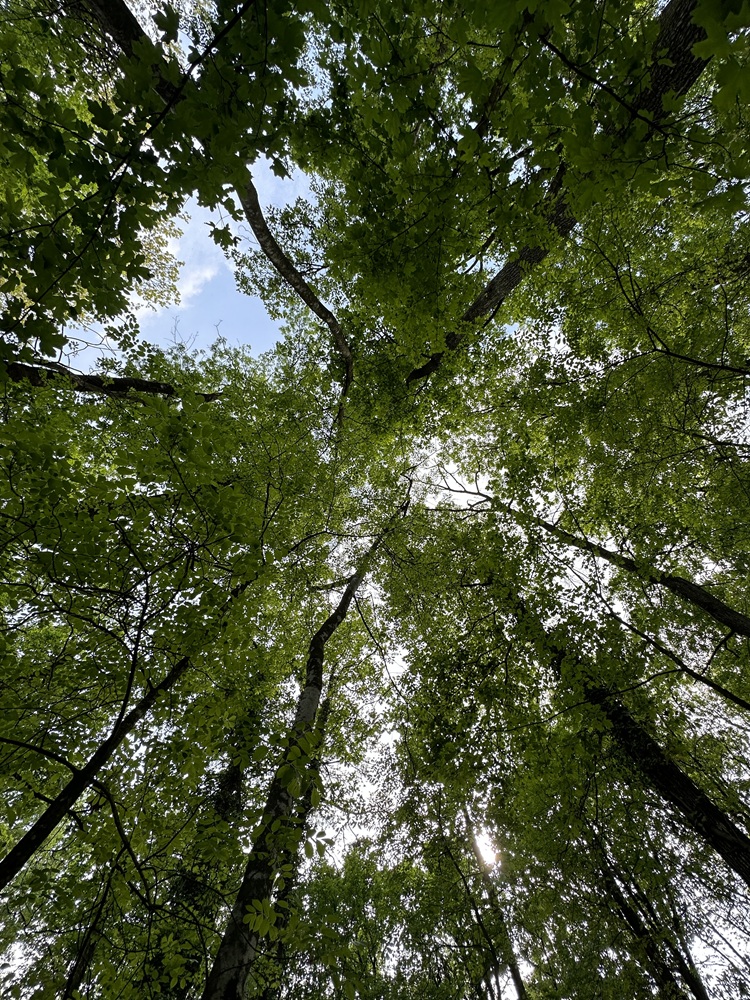 Respirare verde: 5 esperienze di forest bathing da vivere in&nbsp;Italia