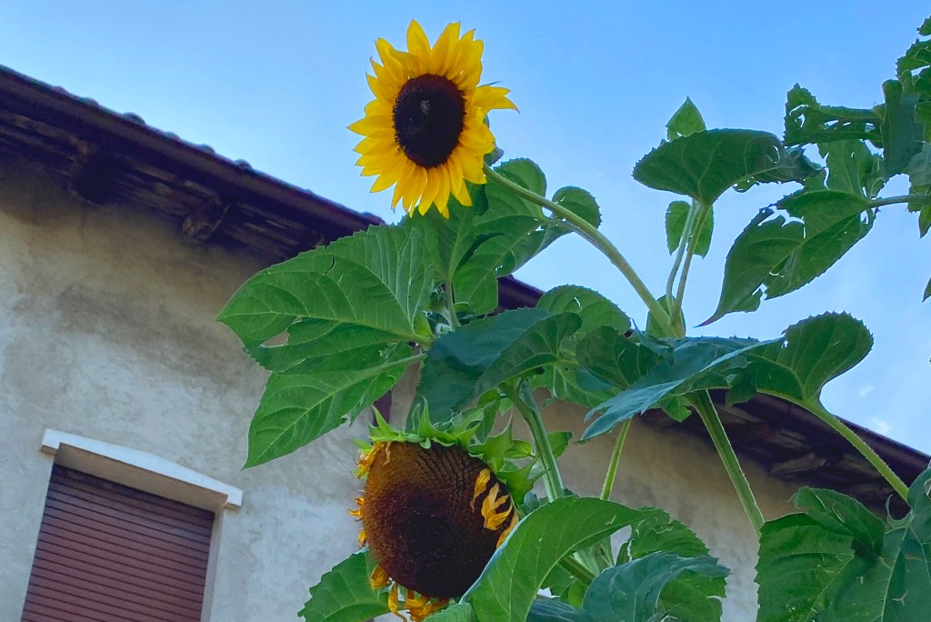 🌻 Non solo lavanda: 5 fioriture d’estate da non perdere in&nbsp;Lombardia