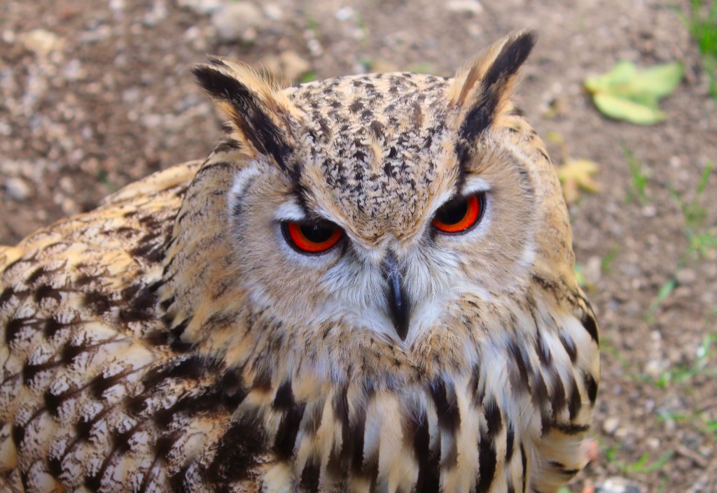 A tu per tu con i rapaci: un pomeriggio tra gufi e falchi a&nbsp;Gessate