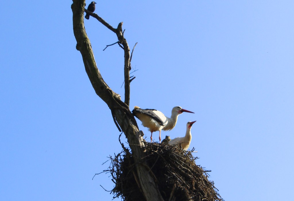 Birdwatching: 6 oasi italiane dove osservare la natura da vicino