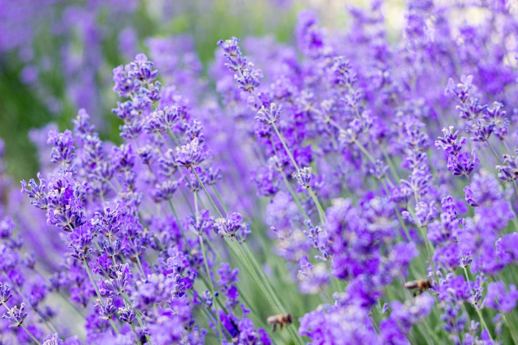 I campi di lavanda più belli d’Italia: un viaggio tra profumi, colori e paesaggi da&nbsp;sogno