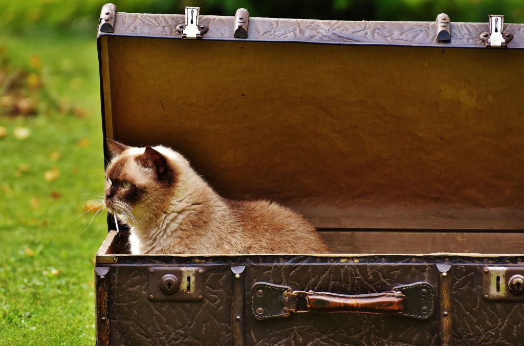 Animali in viaggio: quando il compagno d’avventura ha quattro zampe (o qualche&nbsp;aculeo)