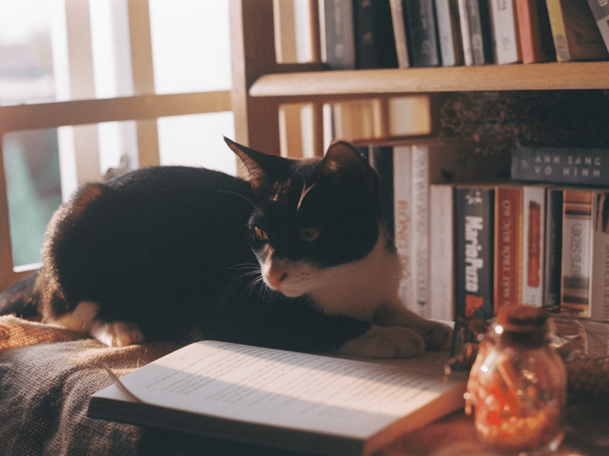 5 libri cozy da leggere a settembre per ricominciare con&nbsp;calma