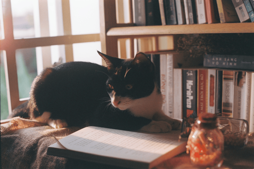 5 libri cozy da leggere a settembre per ricominciare con&nbsp;calma